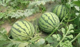 爆料西瓜嫁接视频大全,视频大全带你领略嫁接艺术之美